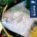 【阿家海鮮】野生白鯧魚(已三去 淨重450g±10%/隻)